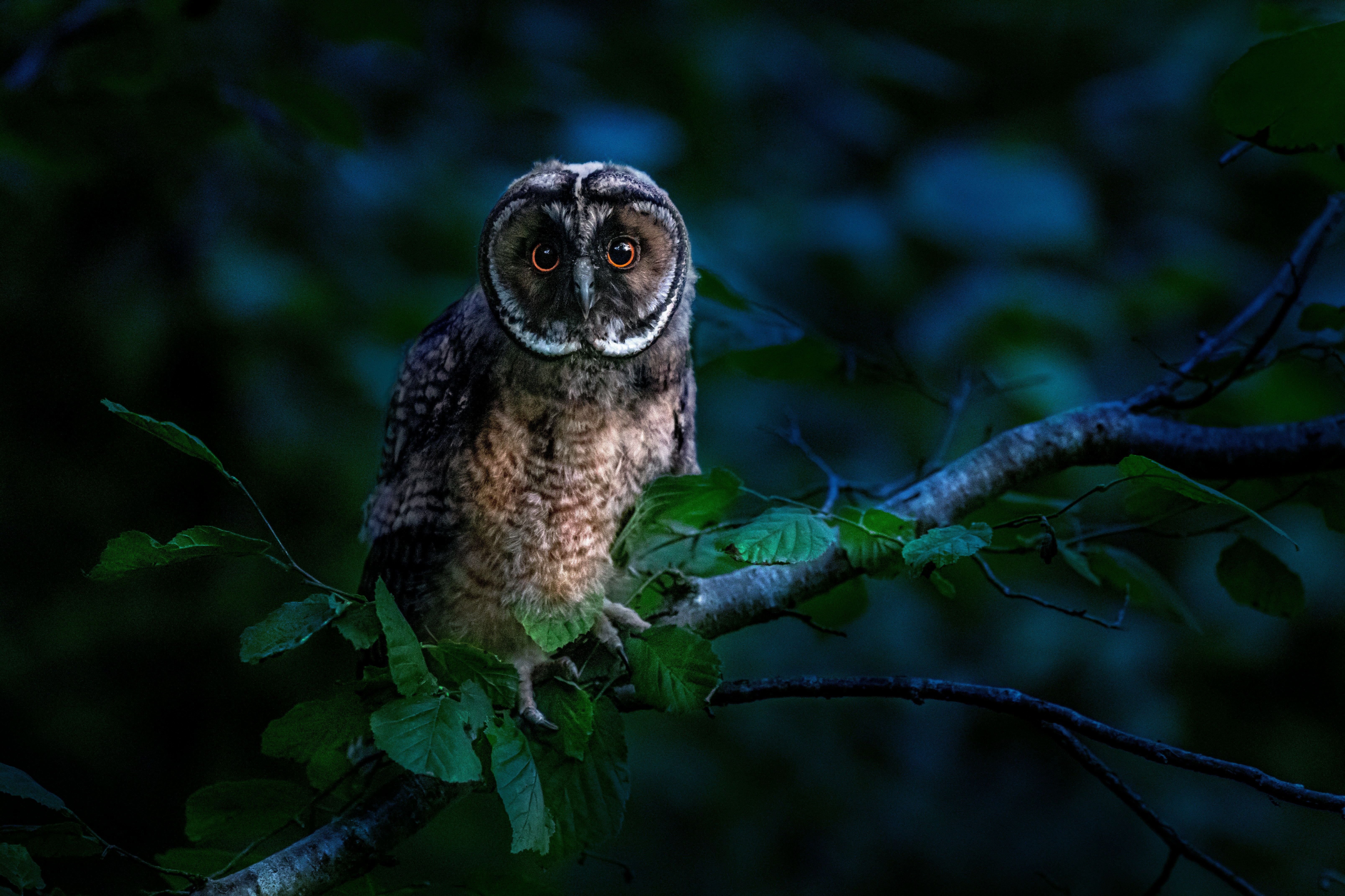 brown owl on tree branch during daytime